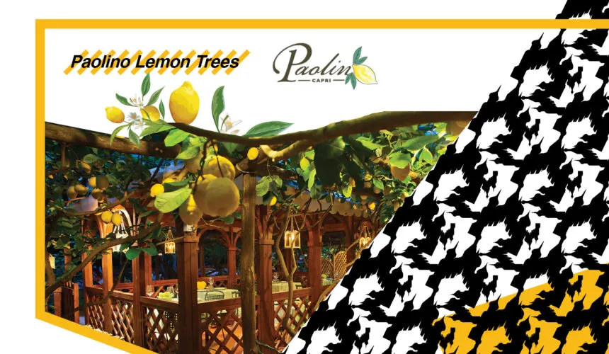 Paolino Lemon Trees at Casa WWTS 2018