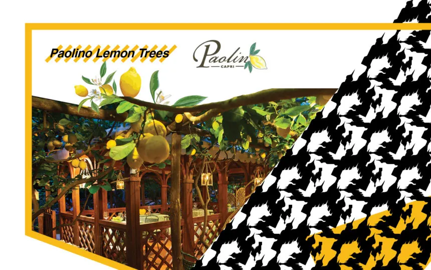 Paolino Lemon Trees at Casa WWTS 2018 Paolino Lemon Trees at Casa WWTS 2018